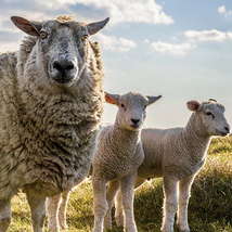 Sheep by kaihm
