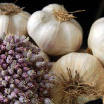 Garlic festival garlic 390x228